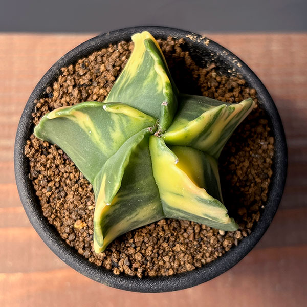 園芸ネット本店｜サボテン：アストロフィツム ランポー錦 2.5号鉢植え