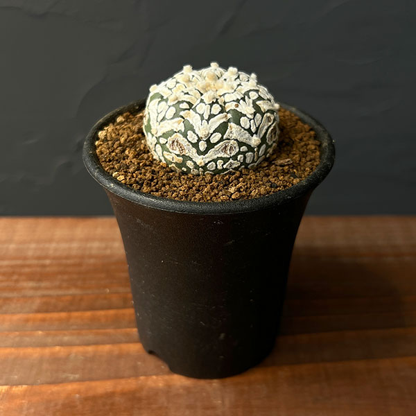 園芸ネット本店｜アストロフィツム：スーパー兜（かぶと）実生株 2.5号