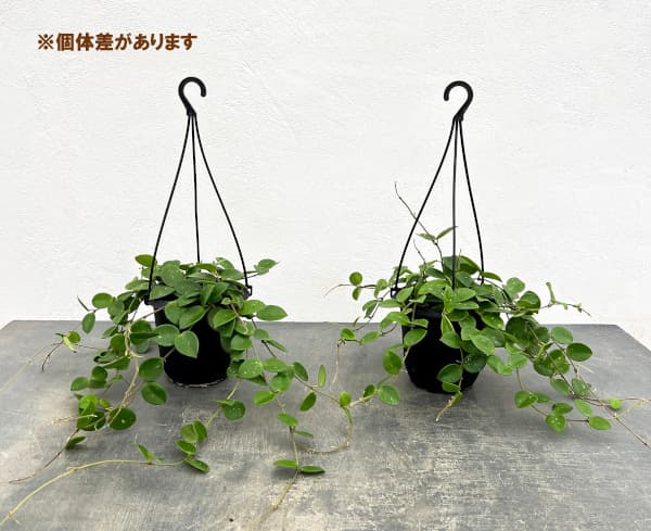 園芸ネット本店｜ホヤ：マチルダ（セルペンス×カルノーサ） 4号吊り鉢