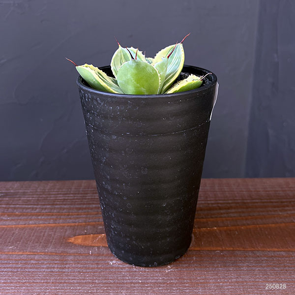 園芸ネット本店｜アガベ：パリー トルンカータ ライムストリーク 3.5号