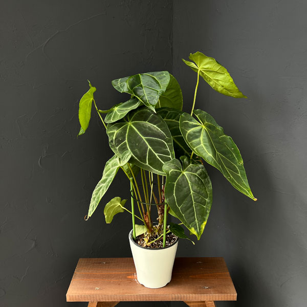 園芸ネット本店｜アンスリウム：クリスタリナム×マグ二フィカ