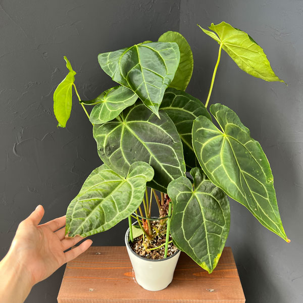 園芸ネット本店｜アンスリウム：クリスタリナム×マグ二フィカ