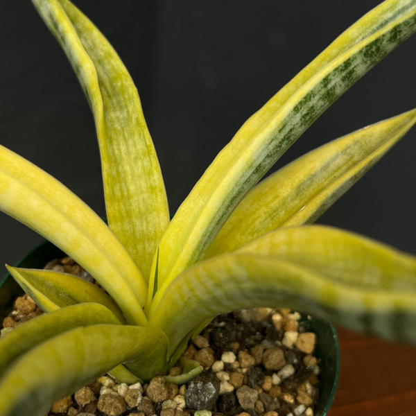 園芸ネット本店｜サンセベリア：サイアムゴールド 3号ポット の通販