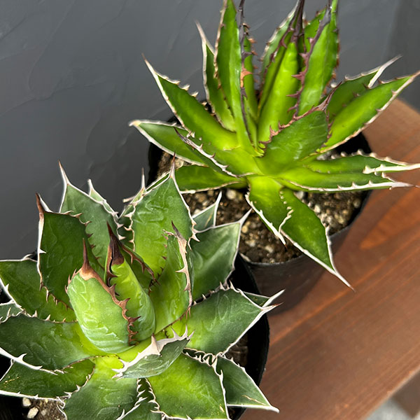 園芸ネット本店｜アガベ：ホリダ 4号ポット* の通販【公式】