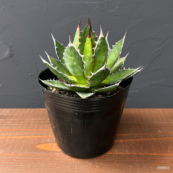 園芸ネット本店｜アガベ：ホリダ 4号ポット* の通販【公式】