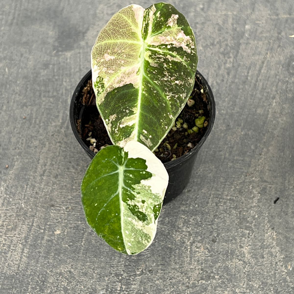 園芸ネット本店｜アロカシア：ブラックベルベット ピンク斑入り 3号 の