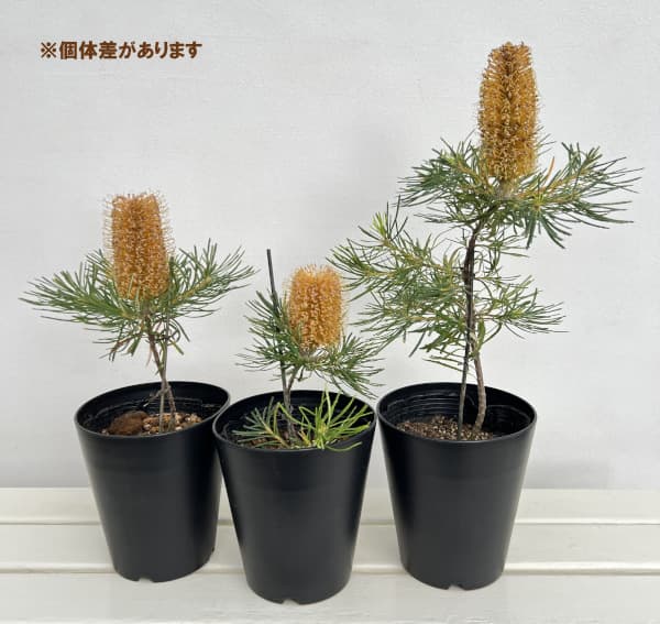 園芸ネット本店｜バンクシア：バースデイキャンドル 5号ポット の通販