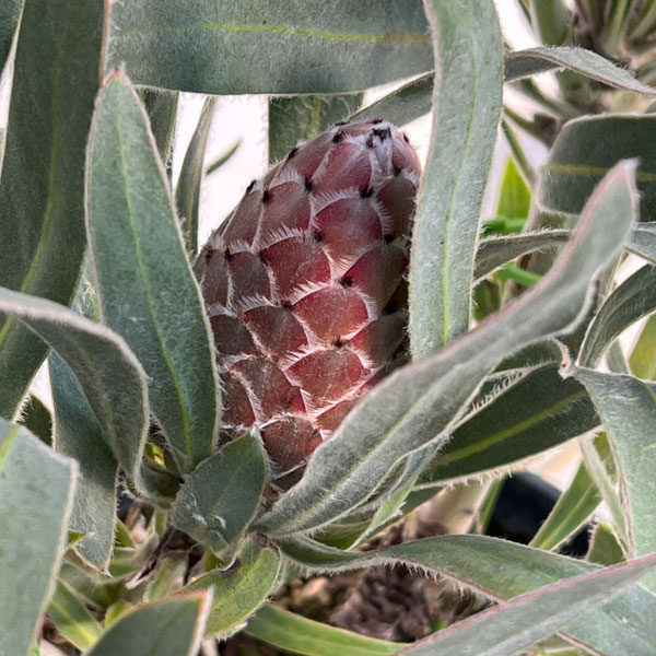 園芸ネット本店｜プロテア：ジュリエット7号25-02 の通販【公式】