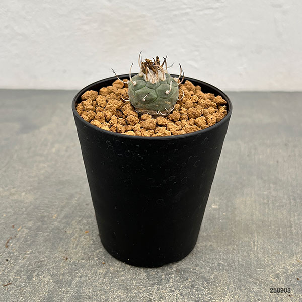 園芸ネット本店｜ツルビニカルプス：ポラスキー（烏丸） 3号鉢植え の