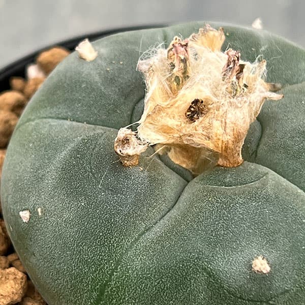 園芸ネット本店｜サボテン：ロフォフォラ 鳥羽玉 3号鉢植え の通販【公式】