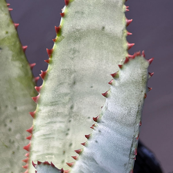 園芸ネット本店｜アロエ：コニフェラ 4号ポット の通販【公式】