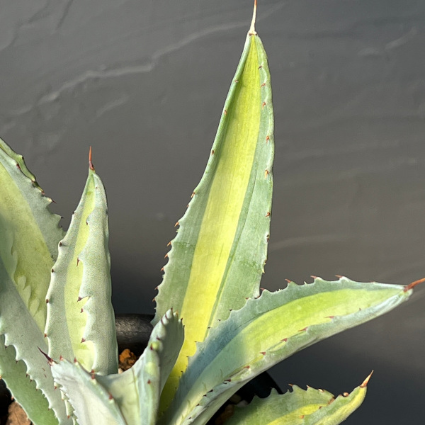 園芸ネット本店｜アガベ ：アメリカーナ エクスパンサ パリーダ 3.5号