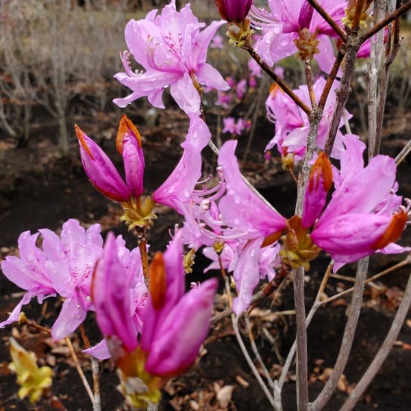 園芸ネット本店｜ツツジ：ハヤトミツバツツジ樹高40～50cm根巻き の
