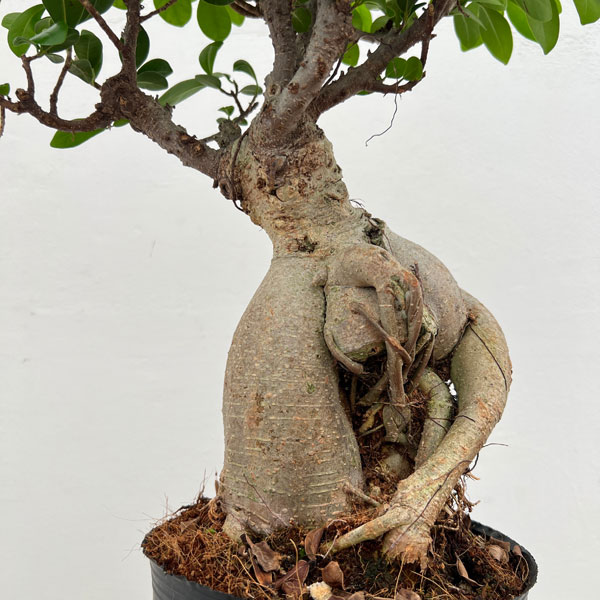 園芸ネット本店｜ガジュマル：幹太仕立て 7号ポット25-01 の通販【公式】