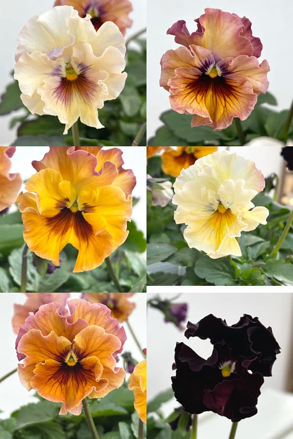 園芸ネット本店｜パンジー：フェデネージュ モネ 積みわら3-3.5号