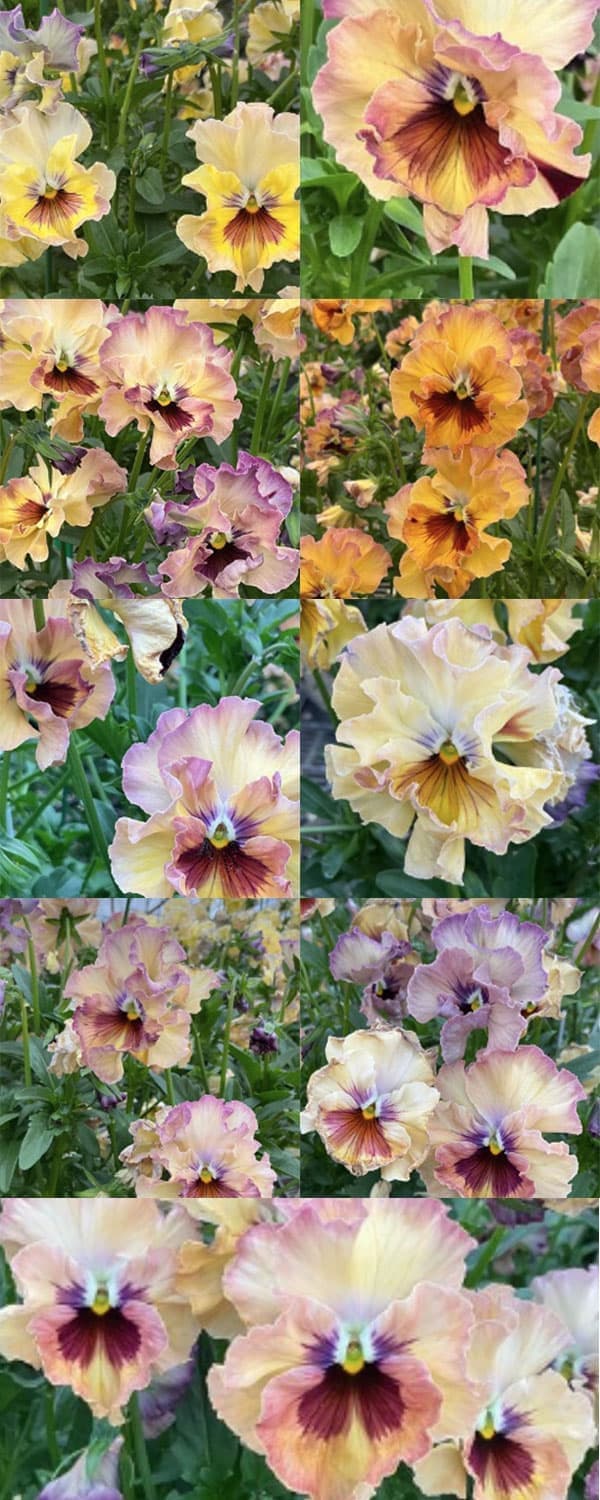 園芸ネット本店｜パンジー：フェデネージュ モネ 積みわら3-3.5号