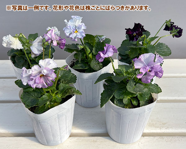 園芸ネット本店｜パンジー：フェデネージュ モネブルー3号ロングポット