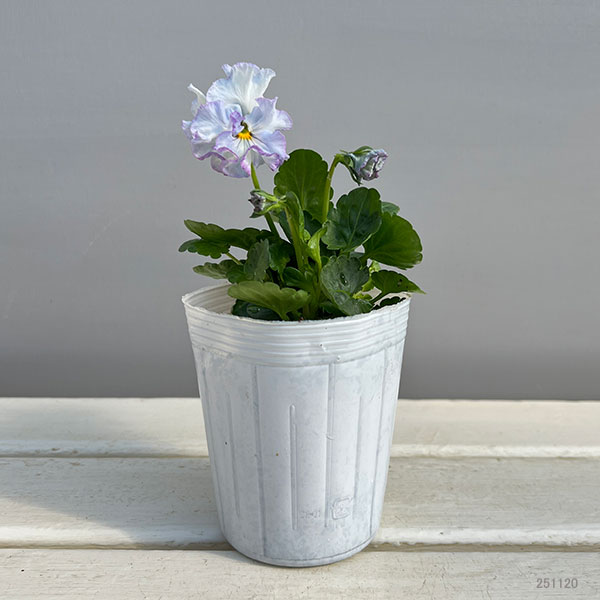 園芸ネット本店｜パンジー：フェデネージュ モネブルー3号ロングポット