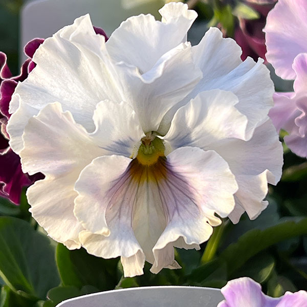 園芸ネット本店｜パンジー：フェデネージュ トイプー3-3.5号ポット 3株