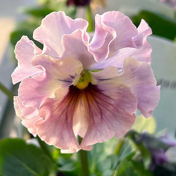 園芸ネット本店｜パンジー：フェデネージュ トイプー3-3.5号ポット の