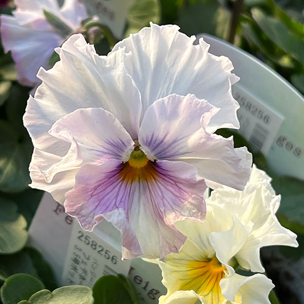 園芸ネット本店｜パンジー：フェデネージュ トイプー3-3.5号ポット 3株