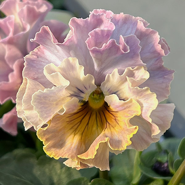 園芸ネット本店｜パンジー：フェデネージュ トイプー3-3.5号ポット 3株