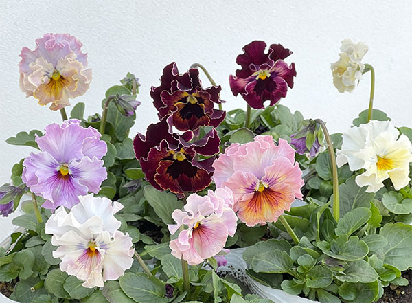 園芸ネット本店｜パンジー：フェデネージュ トイプー3-3.5号ポット 12