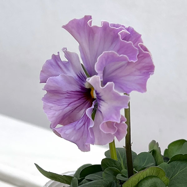 園芸ネット本店｜パンジー：フェデネージュ トイプー3-3.5号ポット 3株