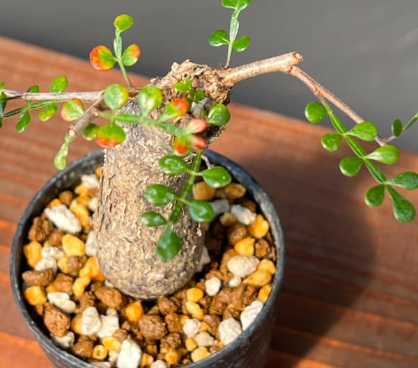 園芸ネット本店｜オペルクリカリア：デカリー （実生株） 2.5号鉢植え