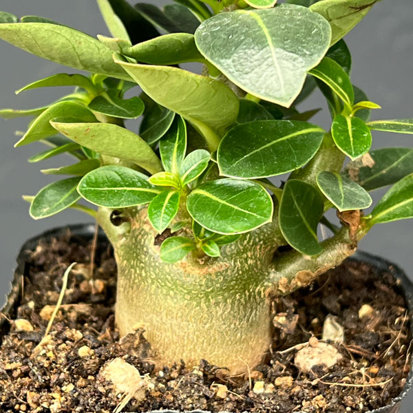 園芸ネット本店｜アデニウム：アラビカム ブラックカラマエ（実生苗）3