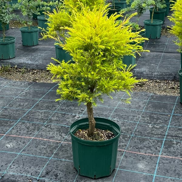 園芸ネット本店｜メラレウカ（メラウニカ）：レボリューションゴールド