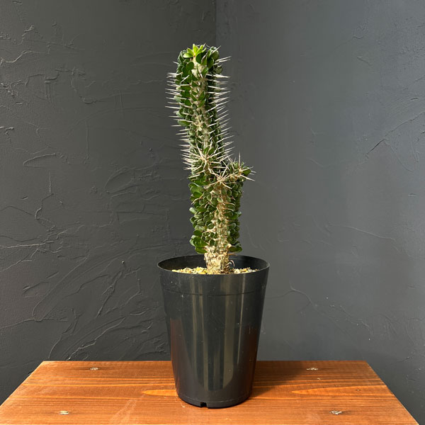 園芸ネット本店｜アローディア：モンタグナッキー 5号硬質ポット25-03