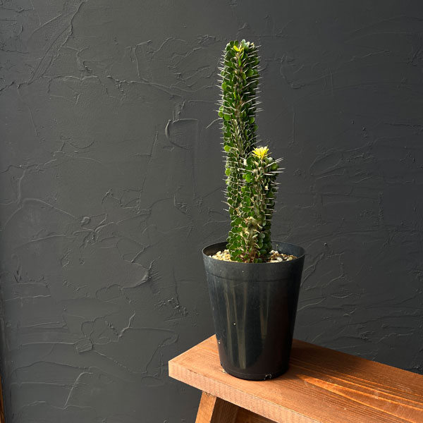 園芸ネット本店｜アローディア：モンタグナッキー 5号硬質ポット25-02