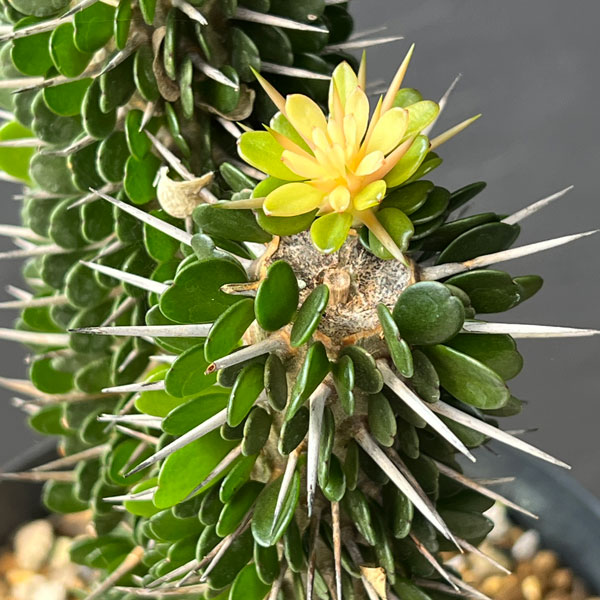 園芸ネット本店｜アローディア：モンタグナッキー 5号硬質ポット25-02