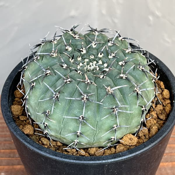 園芸ネット本店｜サボテン：ギムノカリキウム 黒刺鳳頭（クロトゲ