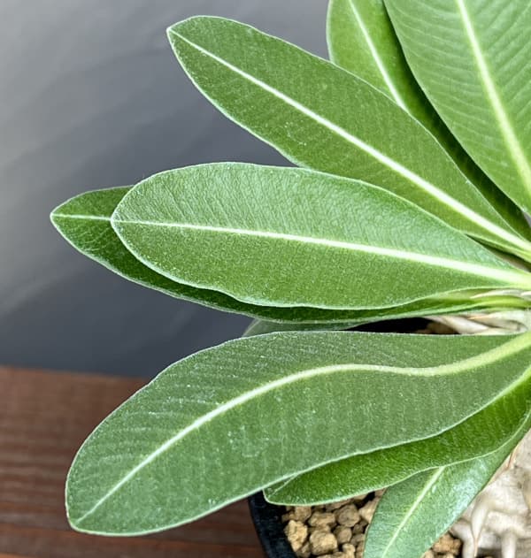 園芸ネット本店｜パキポディウム：エブレネウム 3.5号鉢植え の通販