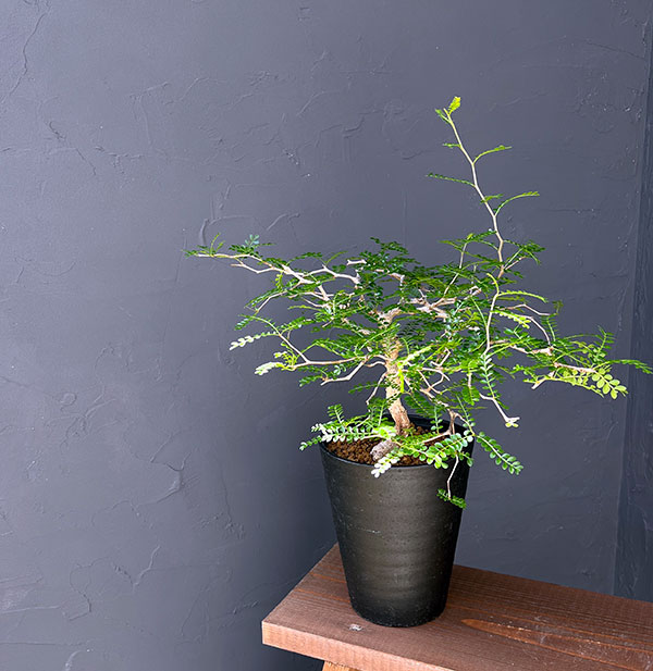 園芸ネット本店｜オペルクリカリア：パキプス（実生株） 5号鉢植え の