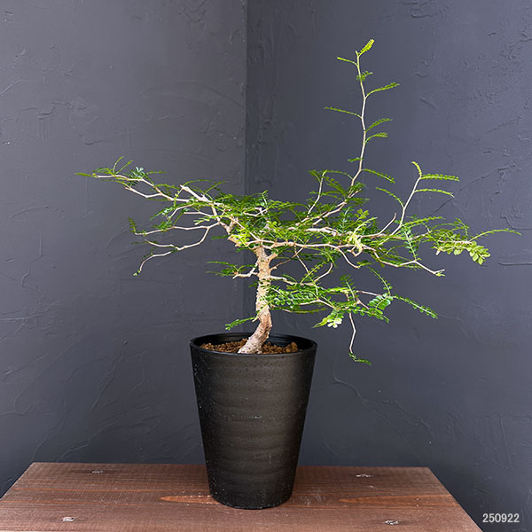 園芸ネット本店｜オペルクリカリア：パキプス（実生株） 5号鉢植え の