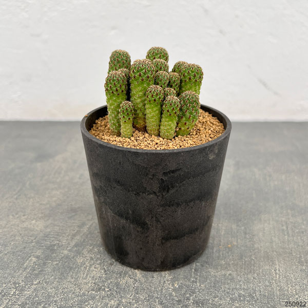 園芸ネット本店｜スルコレブチア：カジェカジェンシス（VZ195）3号