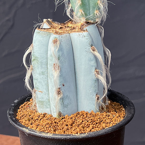 園芸ネット本店｜サボテン：ピロソケレウスグラウケスケンス3号鉢植え