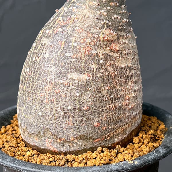 園芸ネット本店｜パキポディウム：グラキリス（黒肌） 3.5号25-01 の