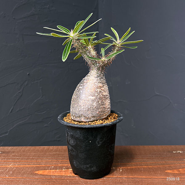 園芸ネット本店｜パキポディウム：グラキリス（黒肌） 3.5号25-01 の