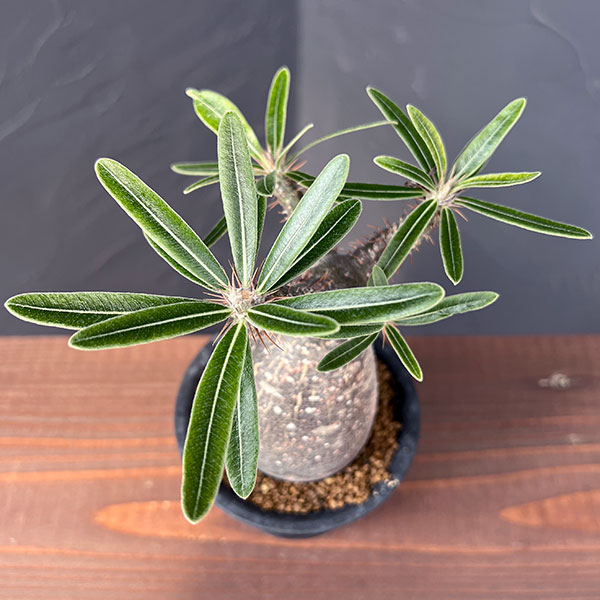 園芸ネット本店｜パキポディウム：グラキリス（黒肌） 3.5号25-01 の