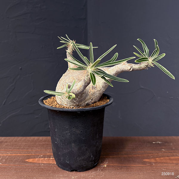 園芸ネット本店｜パキポディウム：グラキリス 3.5号25-03 の通販【公式】