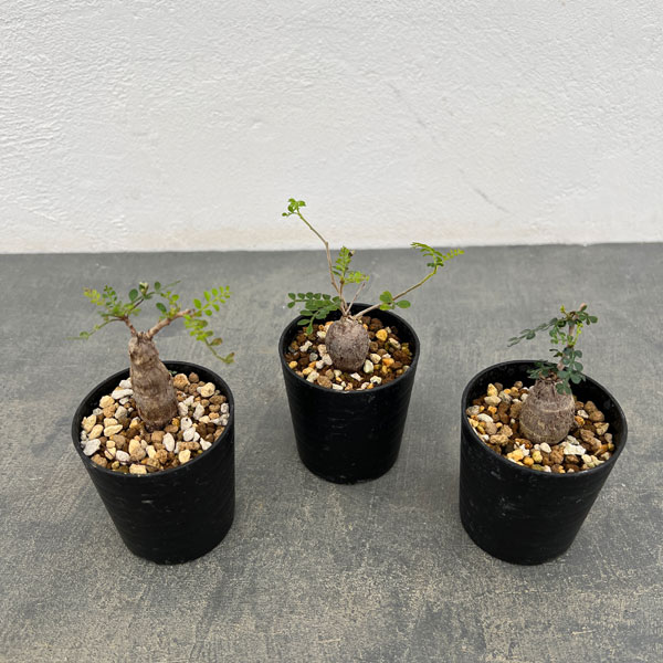 園芸ネット本店｜オペルクリカリア：パキプス（根挿し株）SSサイズ 2.5