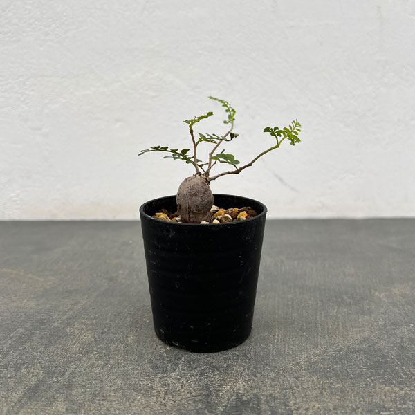 園芸ネット本店｜オペルクリカリア：パキプス（根挿し株）SSサイズ 2.5