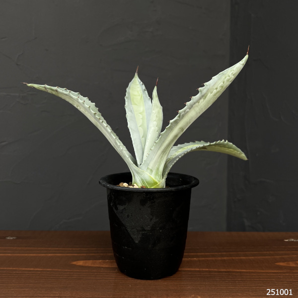 園芸ネット本店｜アガベ ：アメリカーナ エクスパンサ パリーダ 3号