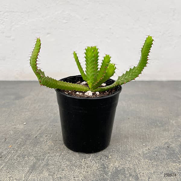 園芸ネット本店｜ユーフォルビア：ステラータ 飛竜 2.5号 の通販【公式】