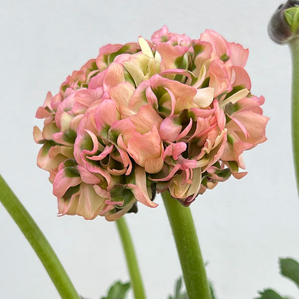 園芸ネット本店｜ラナンキュラス：ポンポン アリス5号鉢植え の通販