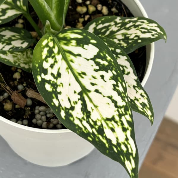 園芸ネット本店｜アグラオネマ：エイリーン4号鉢入り の通販【公式】